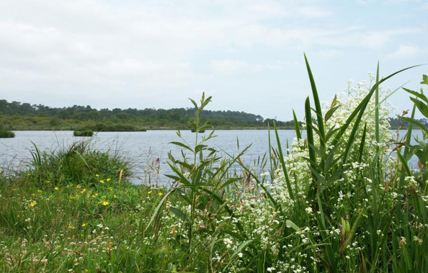 Lacs Landais