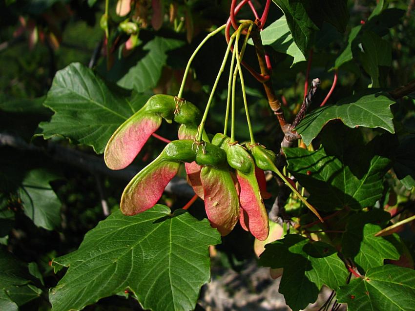 Fruit de l'rable ou samare 