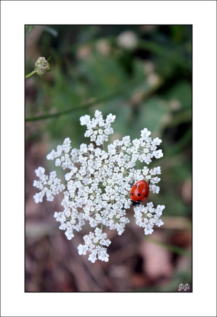 Fleur squatte.