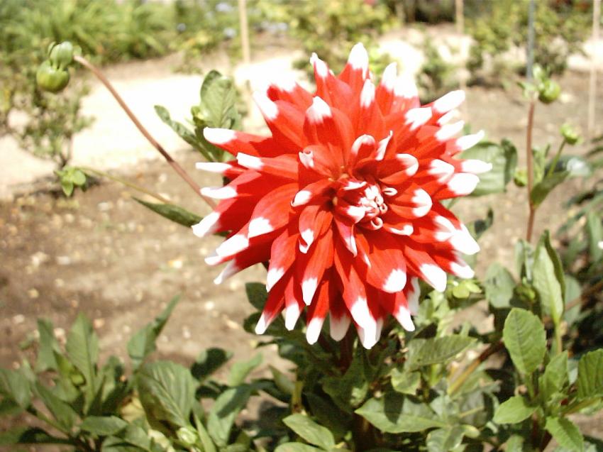 fleurs
