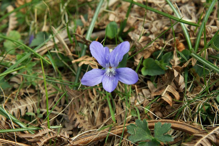 La Rhune le jour du Printemps