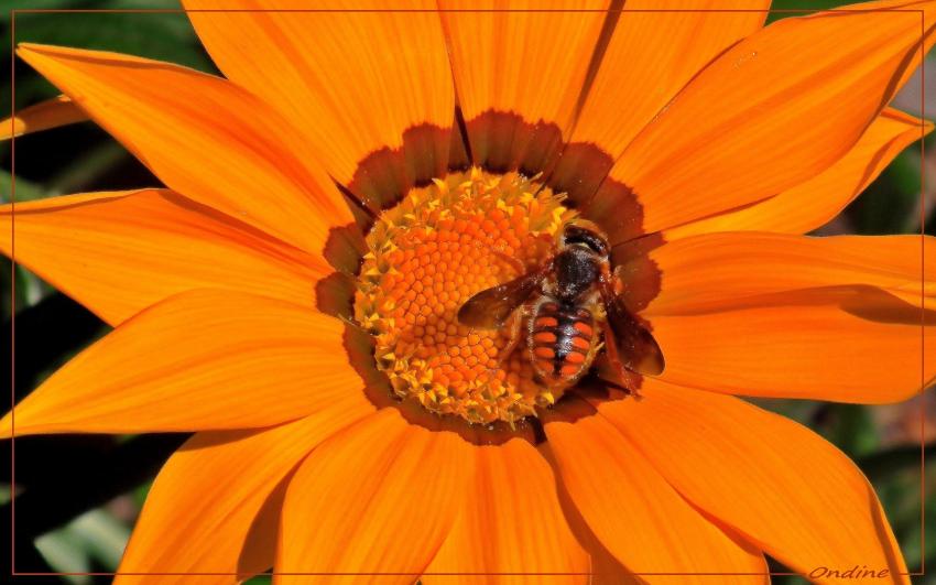 Le syrphe et le gazania