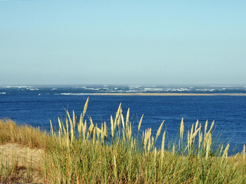 Banc d'Arguin