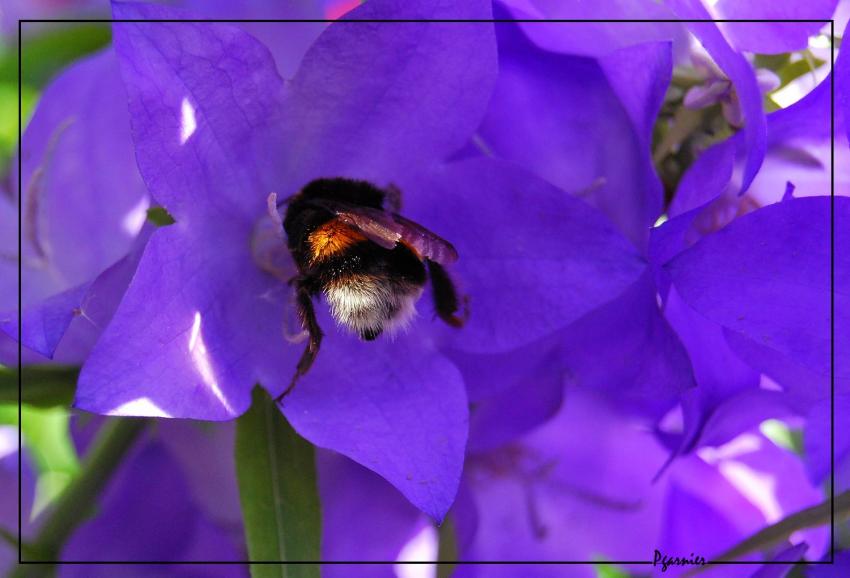 Le bourdon butineur.