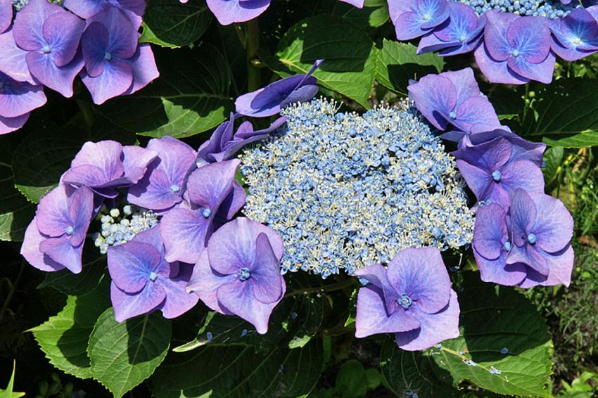 Hortensia