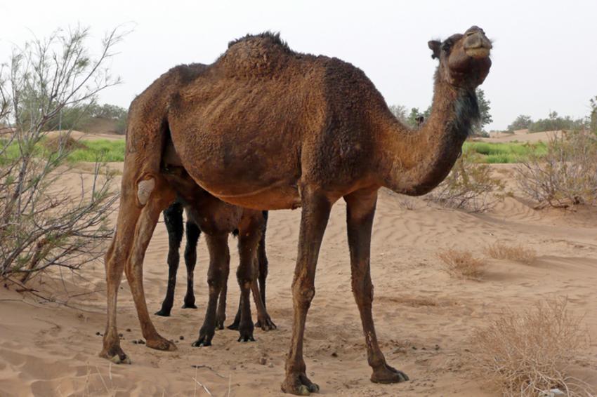 TREK Sud Marocain