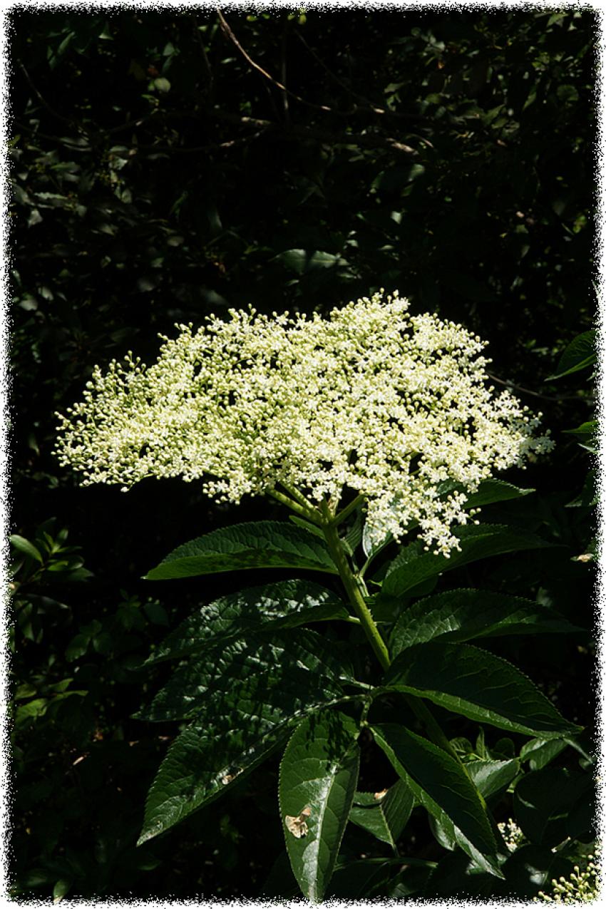 Fleurs
