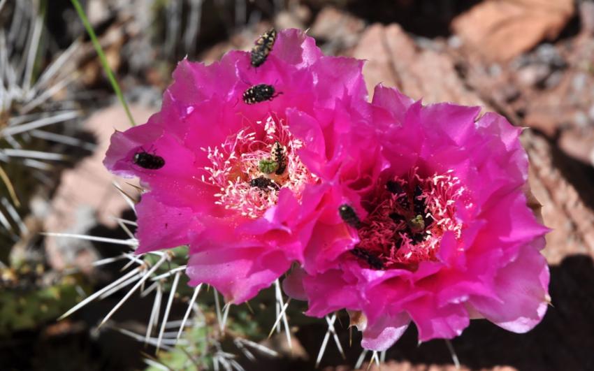 fleurs de cactus