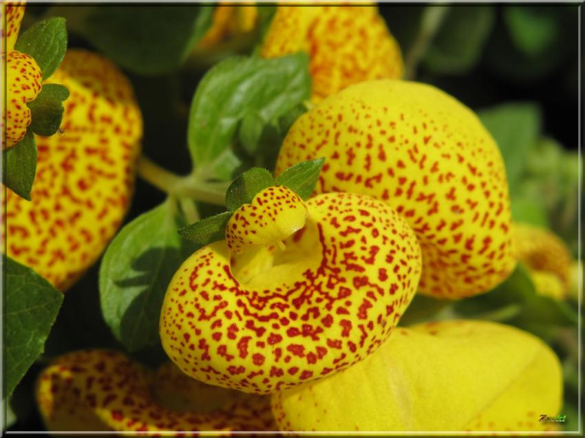 Fleurs 23311
