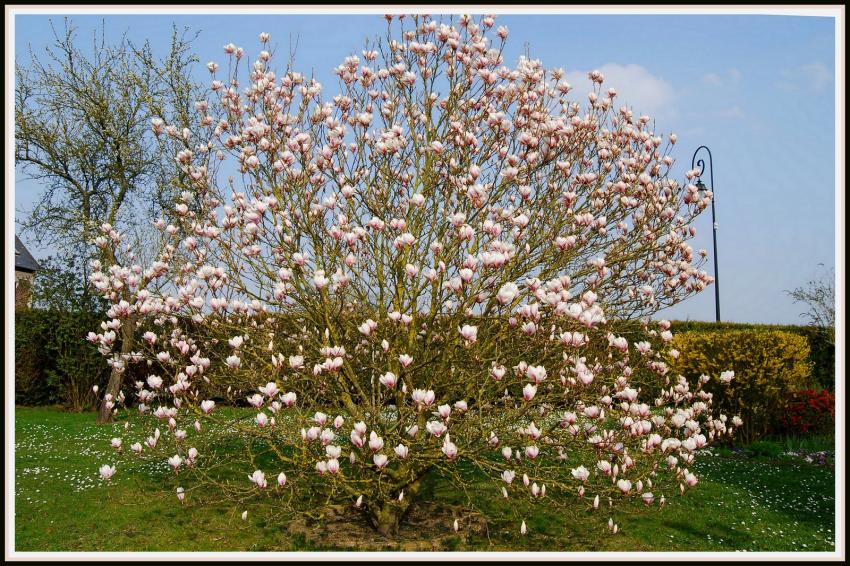 Magnolia 