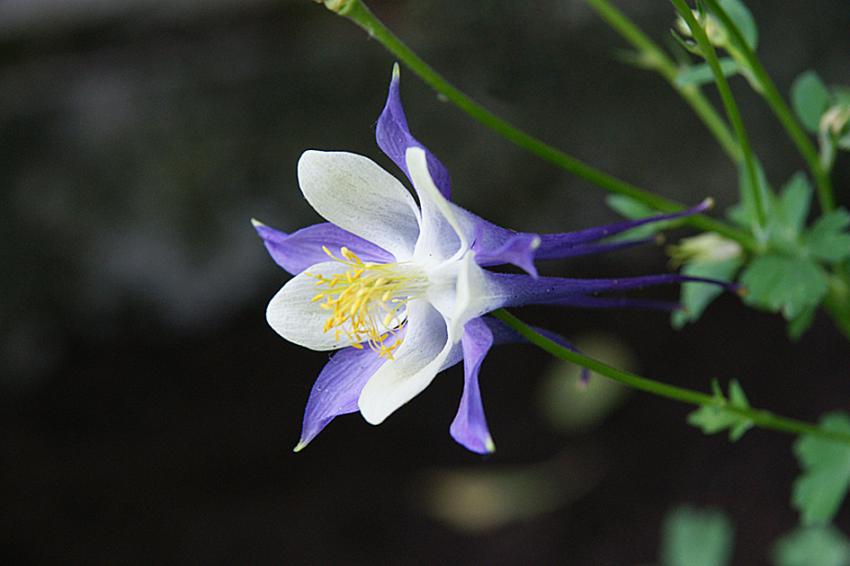 Ancolie du jardin