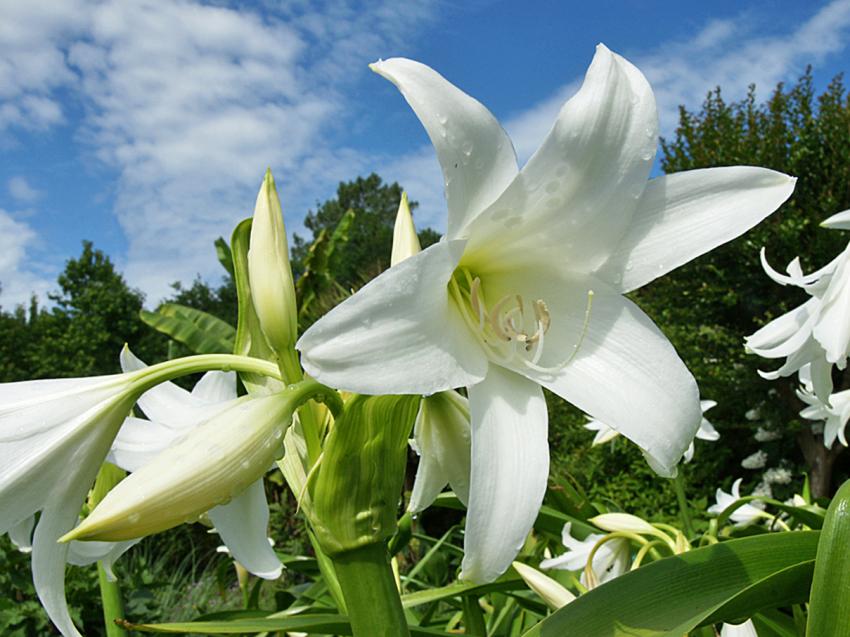 Crinum