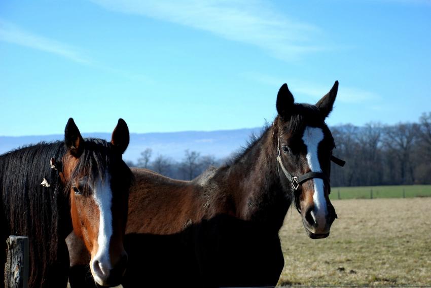 chevaux