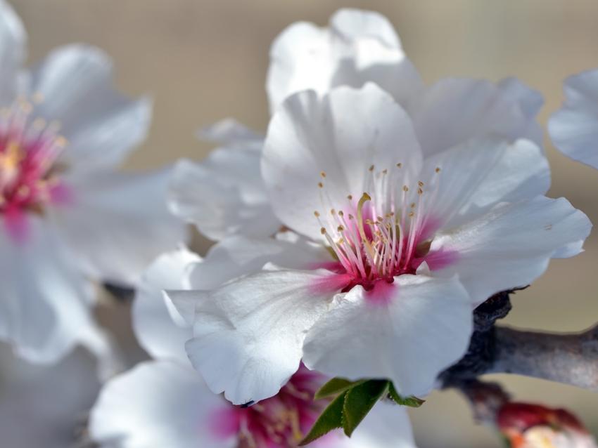 Le printemps des amandiers