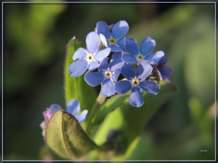 Fleurs Myosotis 21411