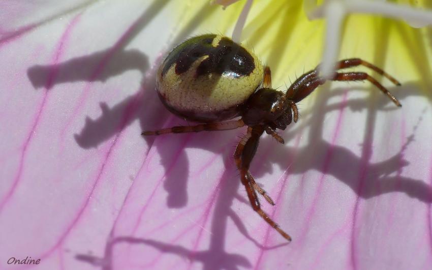 Araigne-crabe ou thomise