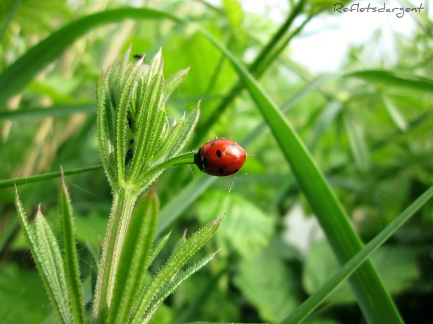 coccinelle acrobate