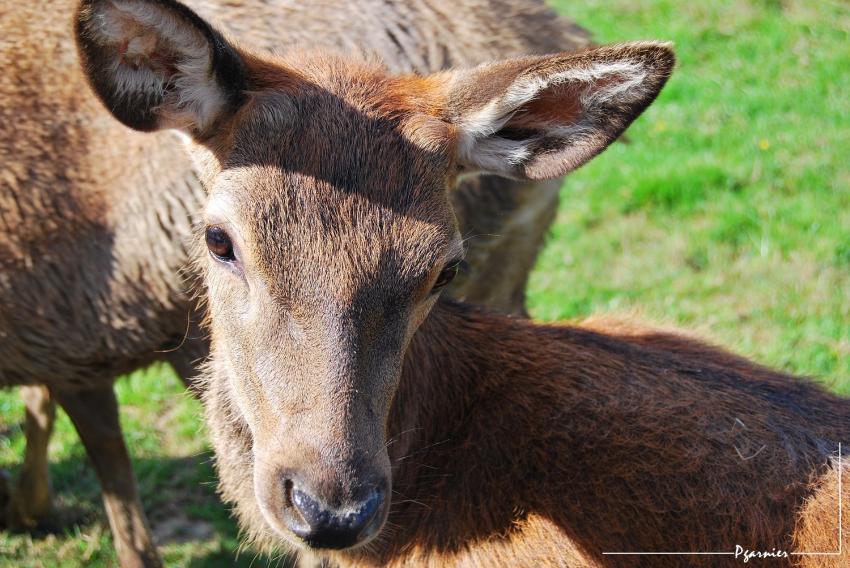 Biche, oh ma biche.