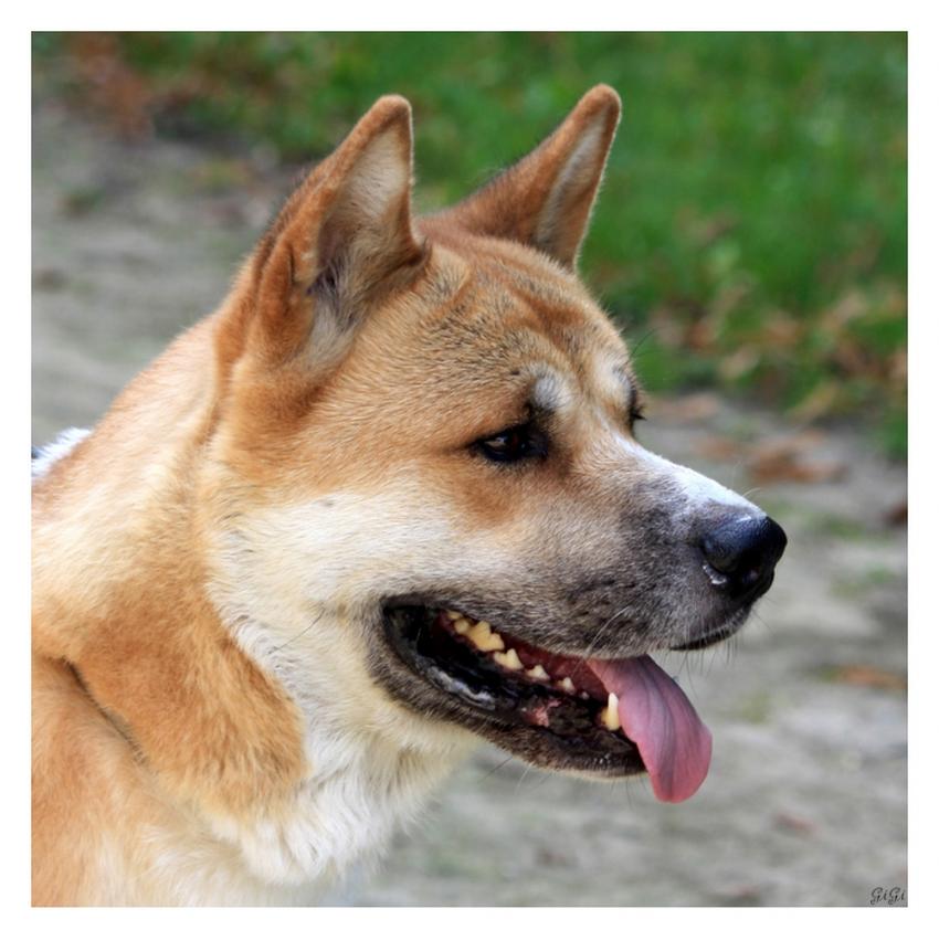 Rencontre canine