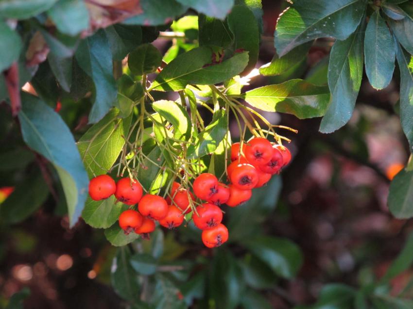 Le soleil rend visite aux baies de pyracantha