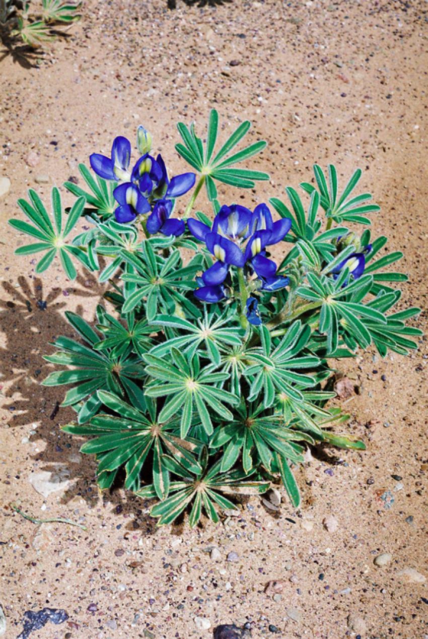 Fleurs du Dsert