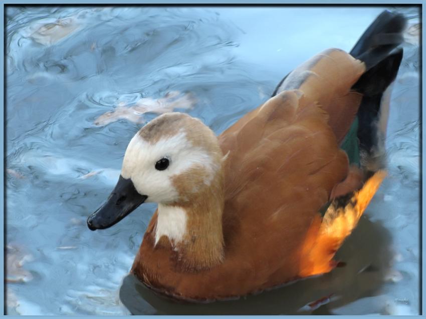 Canard 131110 