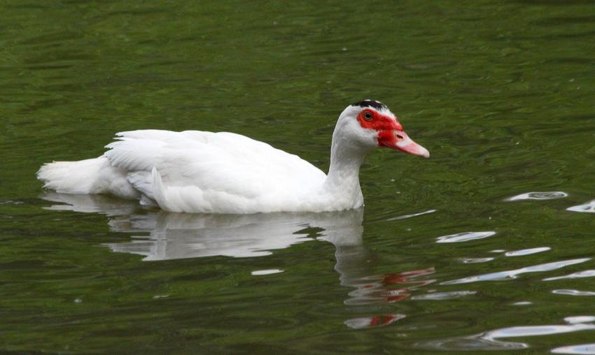 Canard de Barbarie