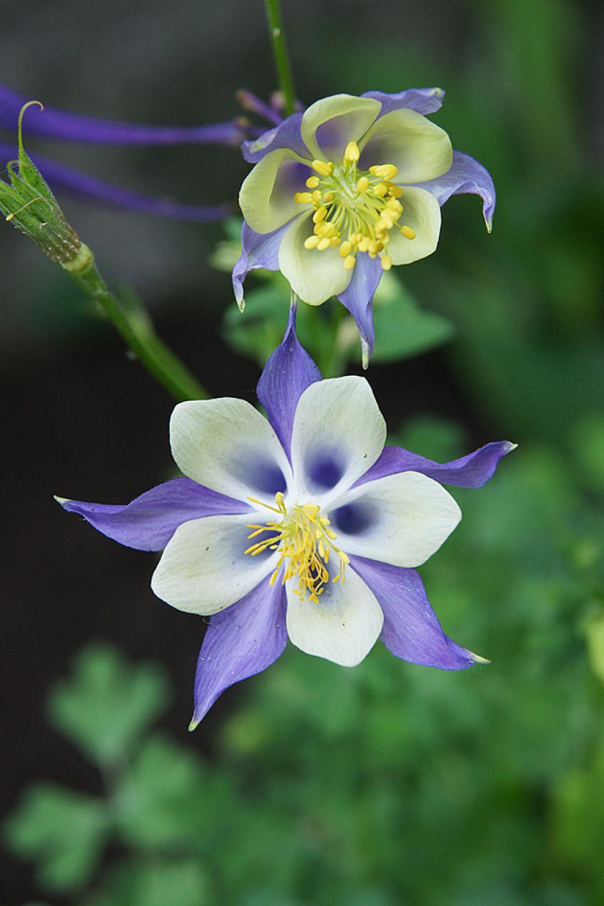 Ancolies du jardin