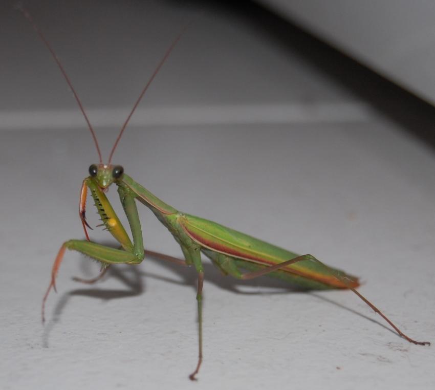 belle demoiselle dans ma cuisine