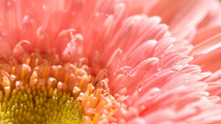 souci en rose