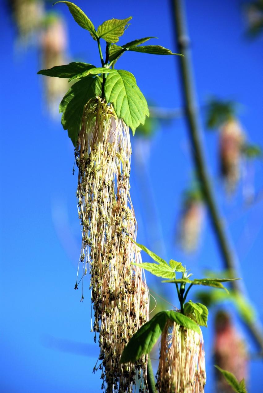 Arbre ?