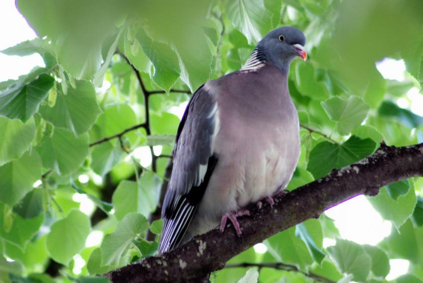 Pigeon