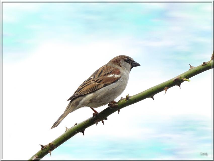 Moineau 26311 6