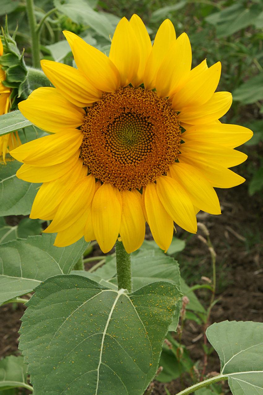Les Tournesols