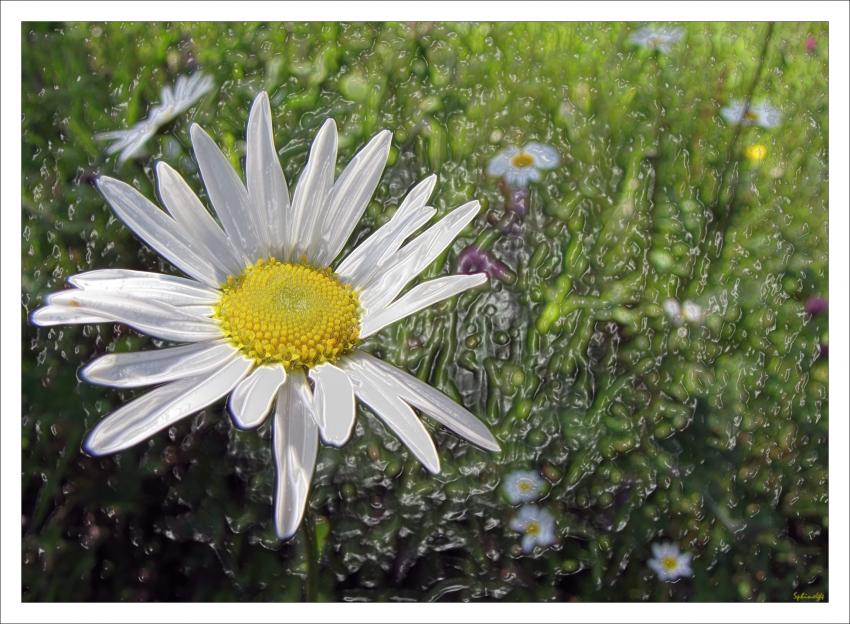 PLASTIQUE Marguerite 