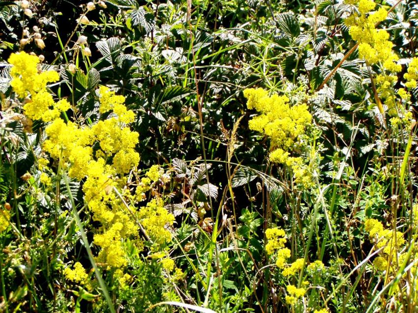 fleurs du col bonnecombe