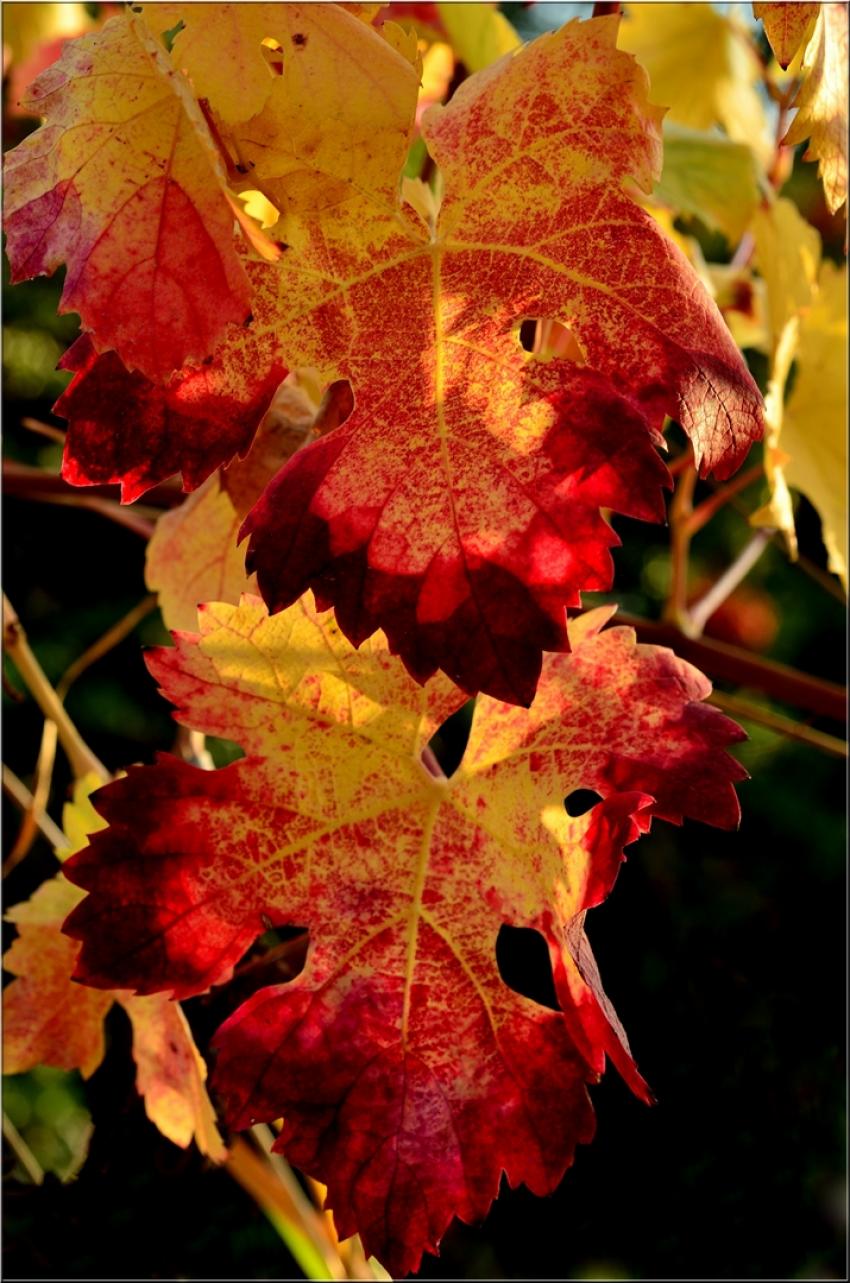 Automne dans la vigne