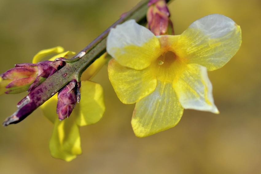 Le printemps en avance...