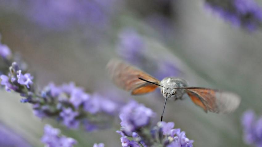 Sphinx colibri