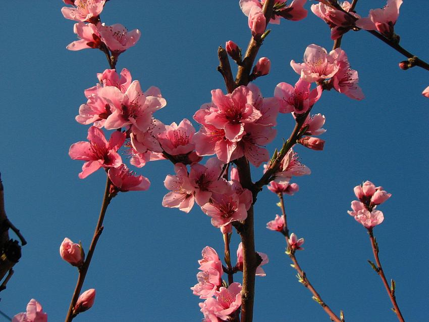 Fleurs de pcher 