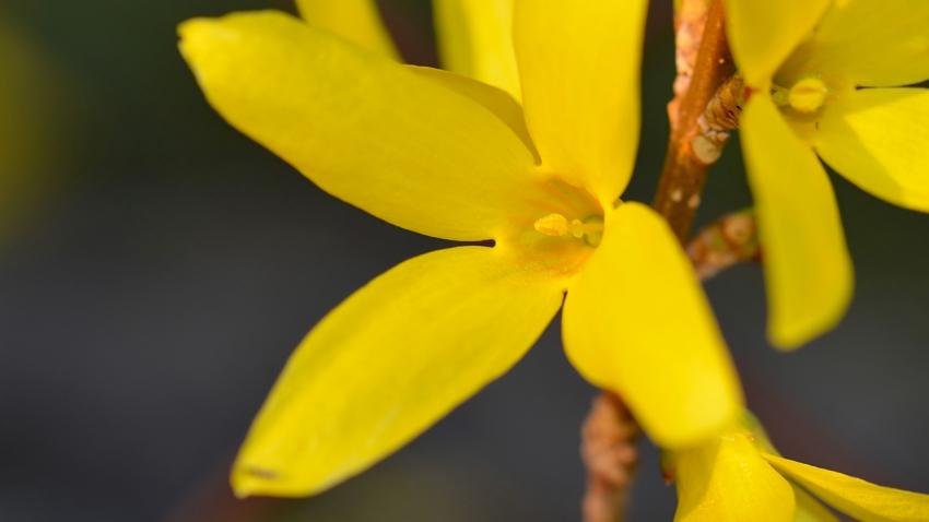 fleur de forsythia