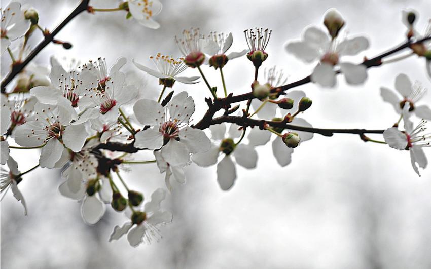 prunier en fleurs sous un ciel frileux