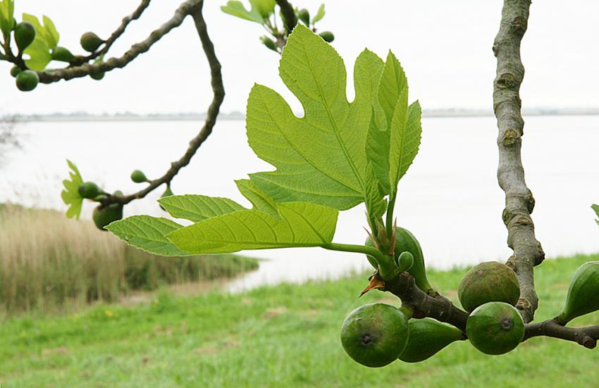 Le Printemps