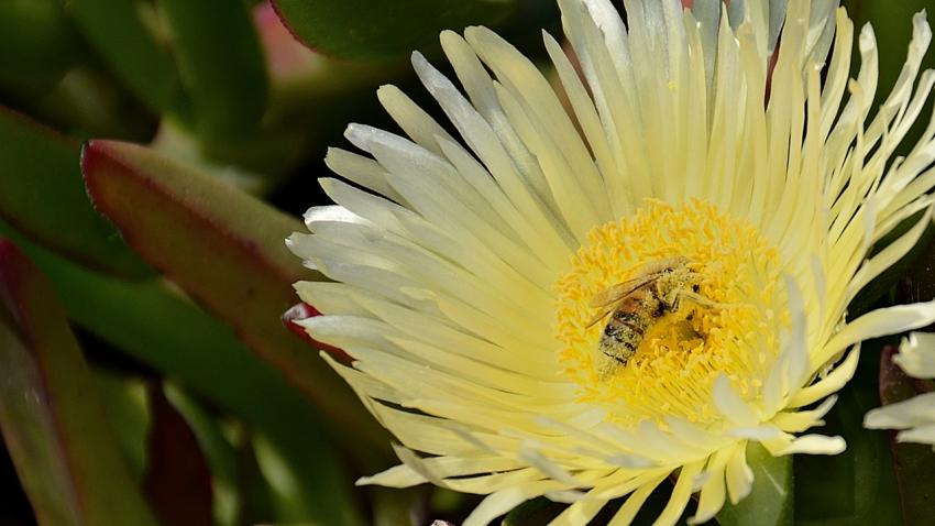 Du pollen, en veux-tu en voil...