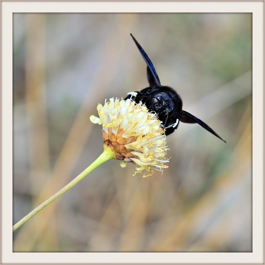 Bourdon bleu ou abeille charpentire