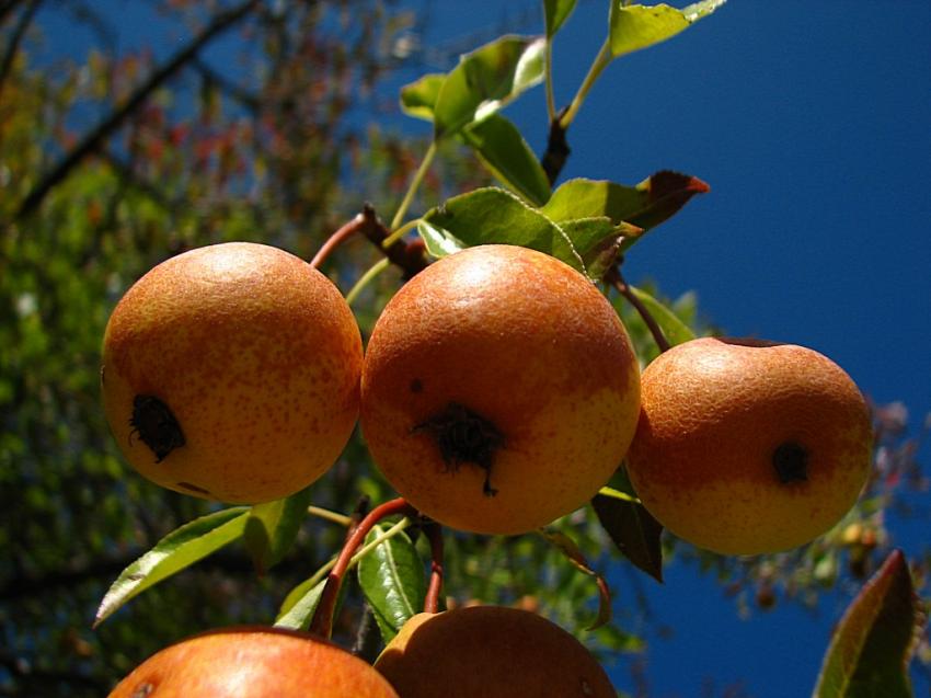 Poires sauvages 