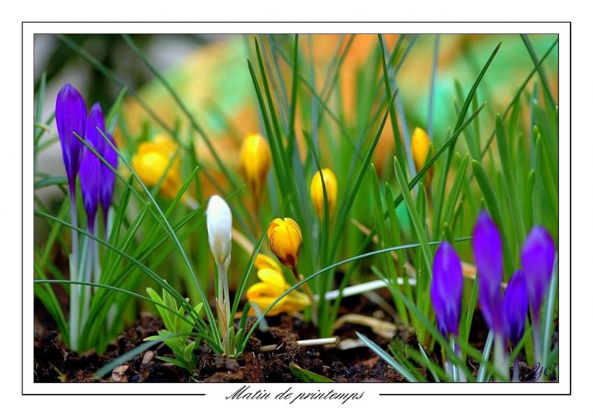 Matin de printemps