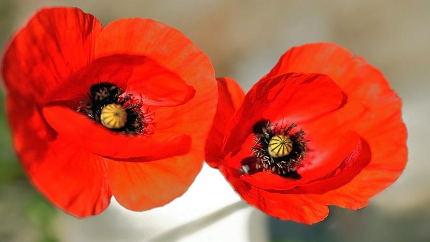 gentil coquelicot....