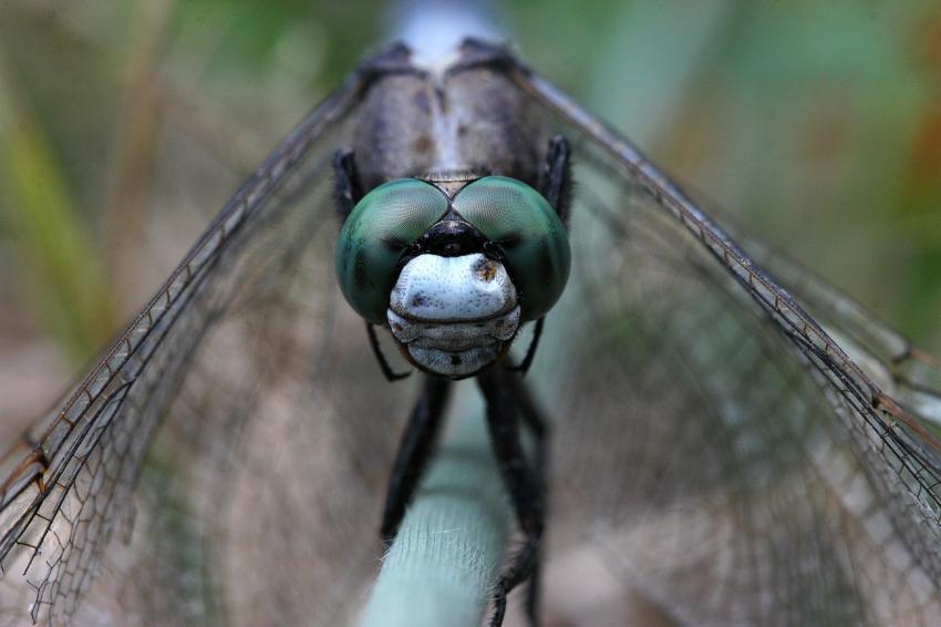 Orthetrum albistylum