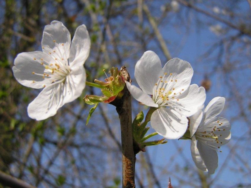 Arriv du printemps